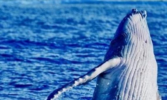A humpback calf breaching off the coast of Rarotonga. PHOTO: NAN HAUSER. 20090107