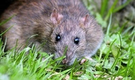 ‘Aere Ra’ To Rats On Cook Island Atoll