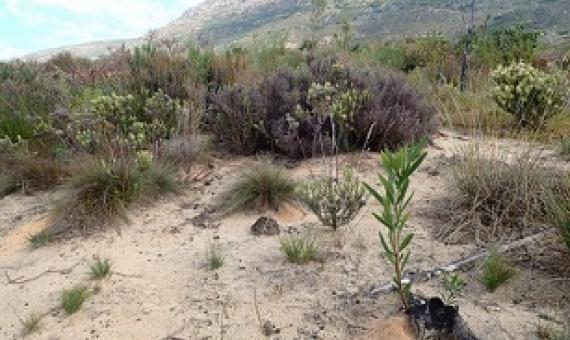 A single ‘point source’ Acacia longifolia after clearing. Photo: Nicola van Wilgen