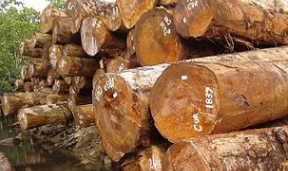 Logger fined $50k for harvesting tubi. Credit - www.solomonstarnews.com