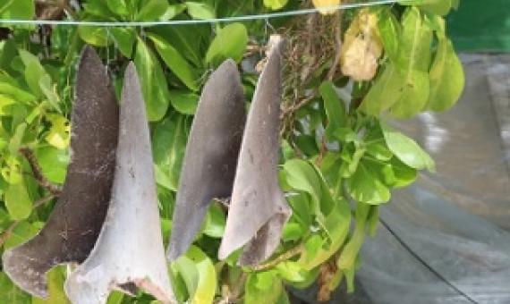 source - https://www.solomonstarnews.com/