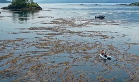 uardians from the Mamalilikulla First Nation conducting a kelp survey. Image by Markus Thompson / Thalassia Environmental.