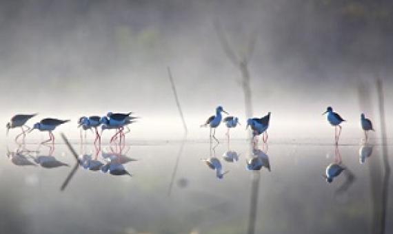 Black-winged Stilts. Credit - Ann Killeen