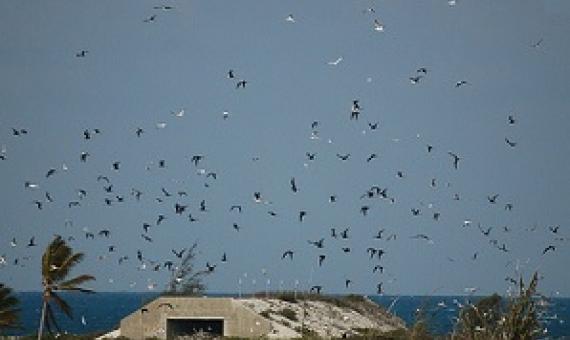 Johnston Atoll Wildlife Refuge. Credit - www.Touristlink.com