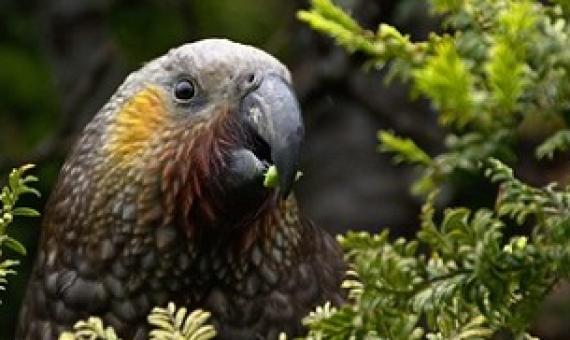 New Zealand Kaka (Nestor meridionalis). Photo: Tomas Sobek / 123rf