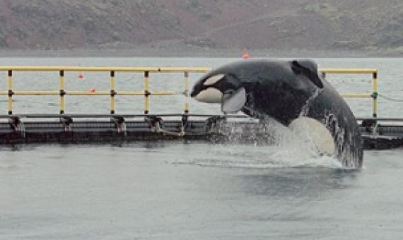 Lessons learned from relocating Keiko to Iceland inform WSP’s work today. Photo by Colin Davey/Getty Images