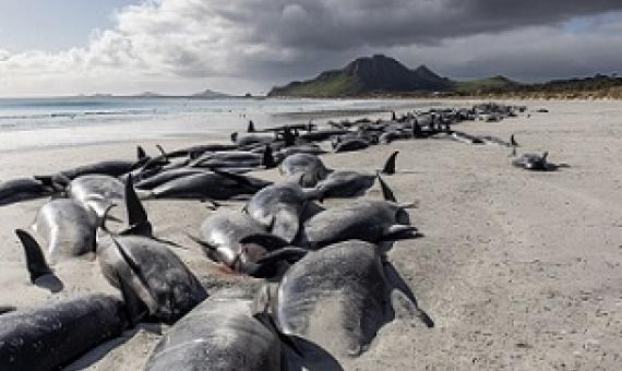 Credit: Tamzin Henderson via AP