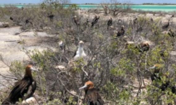 Kiritimati Island Conservation Protected Area Project. Credit - Ata Binoka