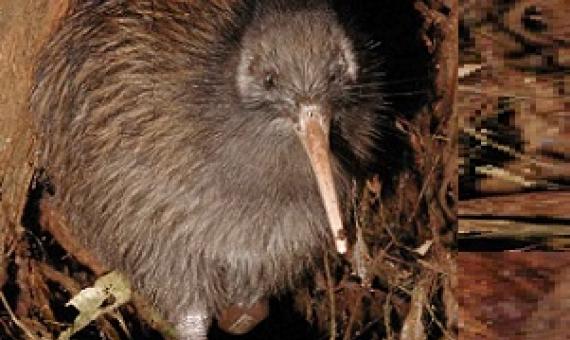 North Island Brown Kiwi, New Zealand. Credit - Maungatautari Ecological Island Trust 