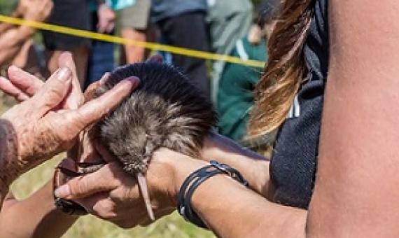 Introduced predators, including stoats and rats, are a major threat to kiwi. Credit - Shutterstock/Lakeview Images
