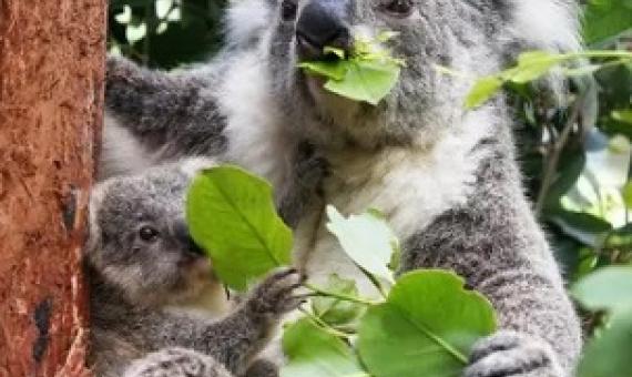 Photograph: Lisa Maree Williams/Getty Images