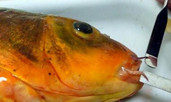 Koi carp - a major risk for Northland's Kai Iwi Lakes Photo: Supplied / Northern Advocate