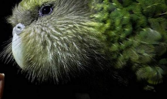 The current habitats for kākāpō are all at capacity. Credit - Bruce Mercer/Stuff