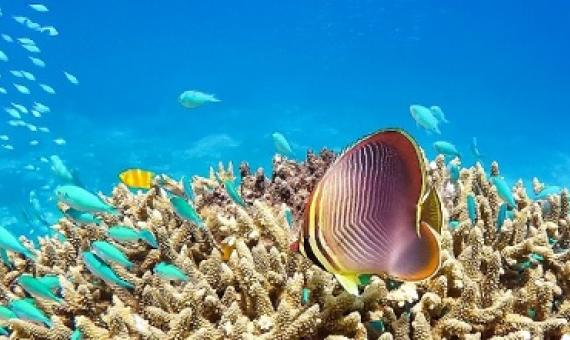 Keeper Reef, Great Barrier Reef, North Queensland, Australia. Image by Workfortravel via Wikimedia Commons (CC BY-SA 4.0).