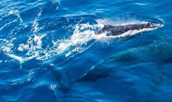 The Kermadec/Rangitāhua Ocean Sanctuary would protect a key resting point for humpback whales migrating between Oceania and Antarctica. Credit - Amelia Connell