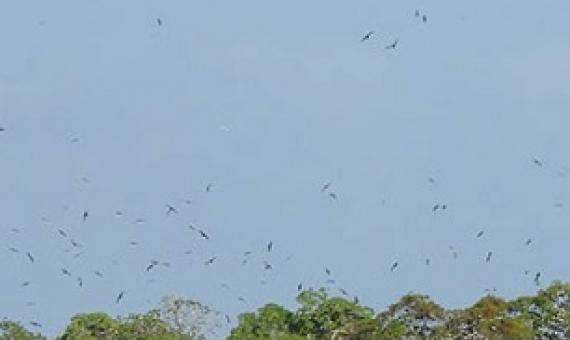 Kiribati Islet and birdlife. Credit - Ray Pierce