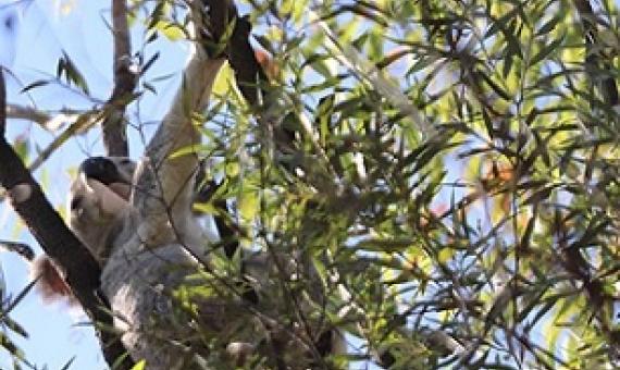 A koala in the wild. Just one species in need of habitat protection in the region. Credit - Marian Sampson