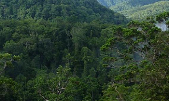 KIBCA and other conservation partners are seeking formal protection for Kolombangara’s upland forests that remain under constant threat of illegal timber extraction. Image - Eric Katovai