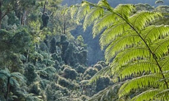 Kuark forest, East Gippsland. Image: Rob Blakers