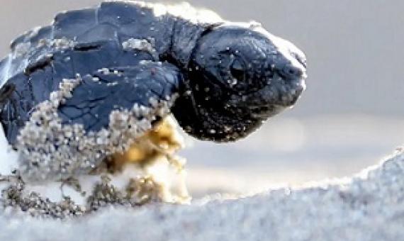 Photograph: Anadolu Agency/Getty Images