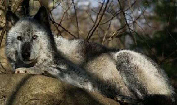 Source - https://phys.org/