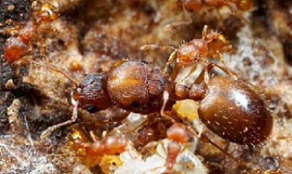 little fire ants. credit - www.biisc.org