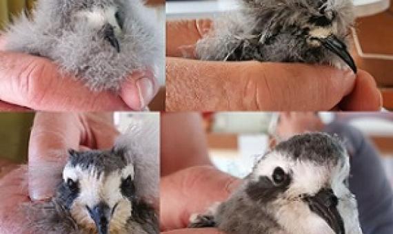White-faced storm petrel chicks, from very downy to adult plumage. Photo: RNZ / Alison Ballance