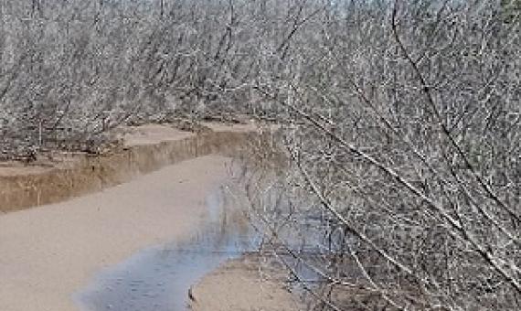 A research study led by East Carolina University assistant professor David Lagomasino studied potential reasons for mangrove forest dieback in Florida after Hurricane Irma in 2017. His findings could have implications for how other states, like North Carolina, manage the coast to prepare for extreme weather events. Credit: David Lagomasino/ECU