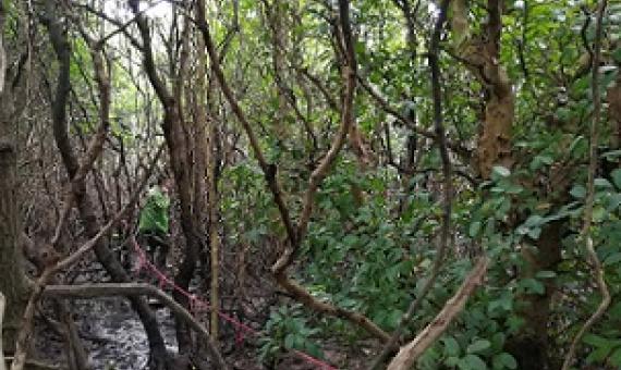 Field survey. Hainan 2018. Credit: Guanghui Lin.