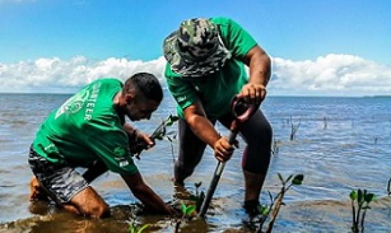 Credit - © Mangoroves for Fiji