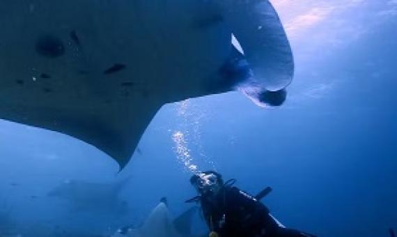 Tourist activities, such as scuba diving place considerable economic value on endangered species. Credit - Hollie Booth