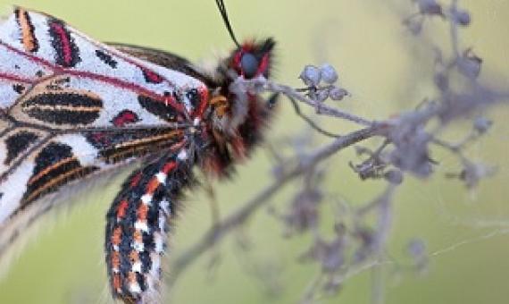 Credit: CC0 Public Domain