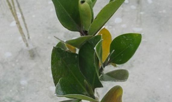 Credit - V. Jungblut