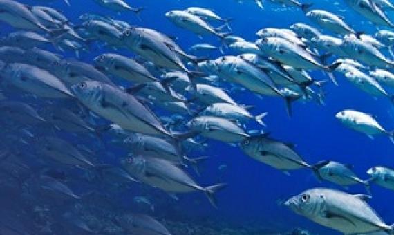 Are Multilateral Environmental Agreements effective for ocean conservation in the Asia-Pacific Region? credit - ASEAN Centre for Biodiversity