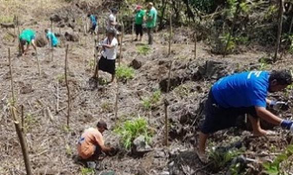 tree planting activities. Credit - https://www.mnre.gov.ws/