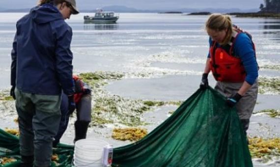 Researchers collect marine organisms from Goose Island as part of a larger project studying the biodiversity along British Columbia’s central coast. Photo - Ocean Networks Canada