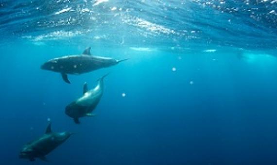 Credit: Unsplash/CC0 Public Domain