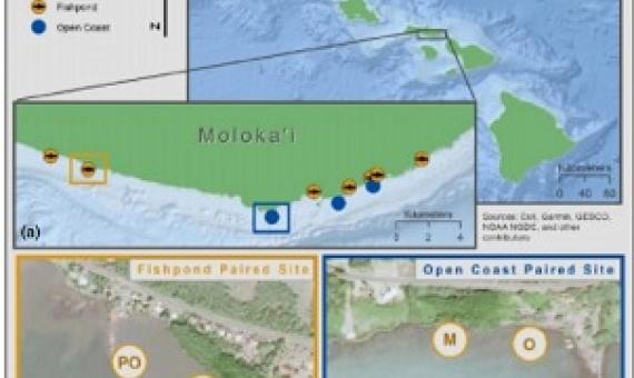 Non-native mangroves on Hawaii's Moloka'i Island provide beneficial ecosystem services. Credit - DOI: 10.1111/1365-2664.14028  