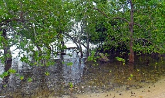 Mangroves, North Efate, Vanuatu. Credit - V. Jungblut