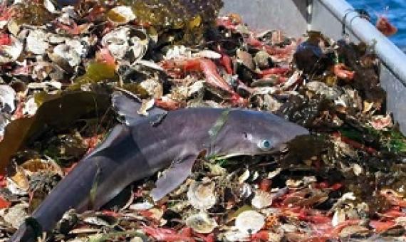 Sharks can still be caught as bycatch. Credit - Getty Images