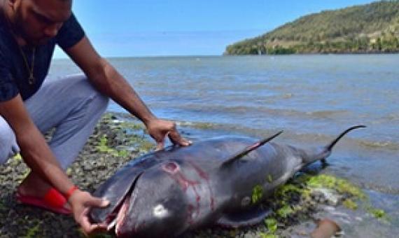 An unidentified man looks at the carcass of a dolphin that died and was washed up on shore at the Grand Sable, Mauritius, on August 26, 2020.  Credit - STRINGER / REUTERS