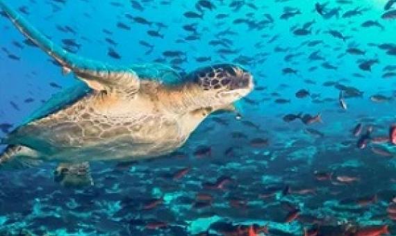 A turtle in the rich waters off Ecuador, one of the world’s key migratory route for the reptiles, as well as whales, sharks and rays. Populations of these species have plummeted this century. Photograph: Luiz Puntel/Alamy