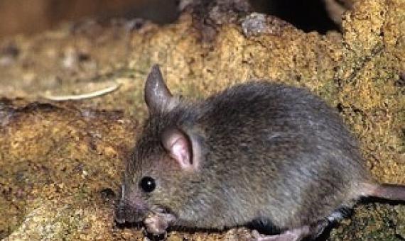 Eastern House Mouse (Mus musculus). Credit - Vladimír Motyčka