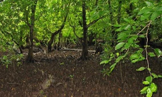 Mangroves, Namdrik Atoll, Marshall Islands. Credit - V. Jungblut