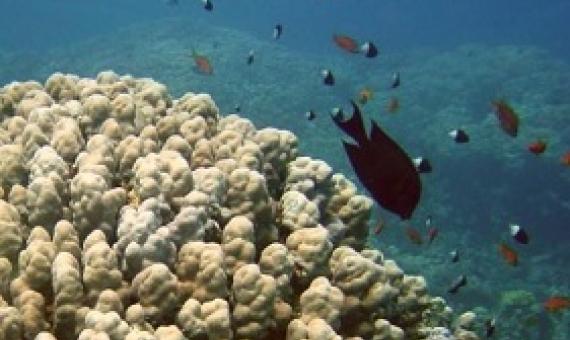“NASA” Developed A Video Game To Study Coral Reefs And Human Threats To It: See Who Can Play It?