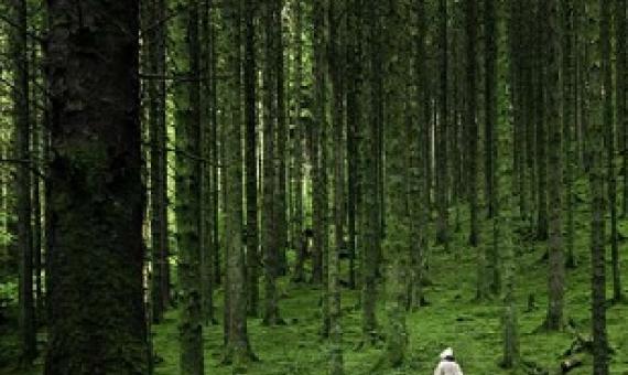 To calculate the true value of a forest, we need to know how people benefit from it, according to new research. Credit: Luis Del Rio/Pexels