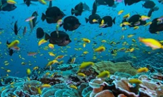 Credit - Manu San Felix via National Geographic