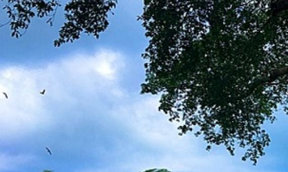 Canopy trail view in Falealupo (Photo: Lumax Pictures)