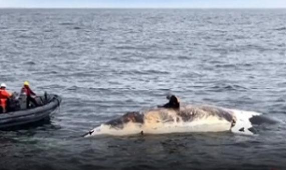 North Atlantic right whale classified one class away from extinction. Source - https://globalnews.ca/