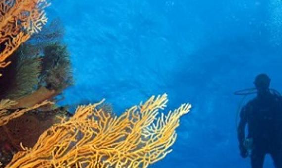 New Caledonian reefs